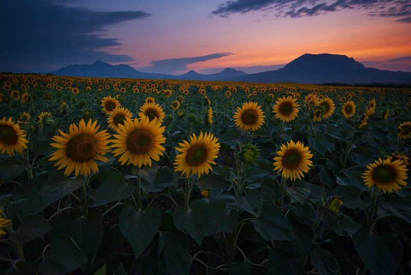 Уже надсолонечникиphoto preview