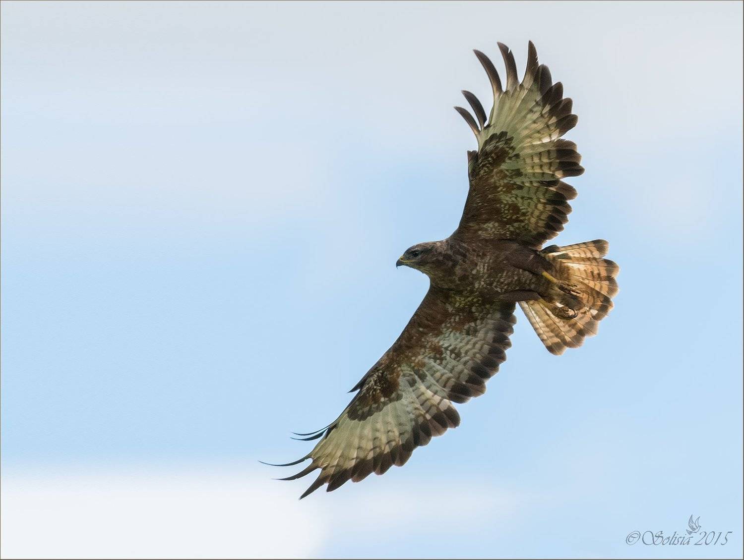 птицы, природа, хищник, канюк, buteo buteo, лето, август, 2015, подмосковье, сергиево-посадский р-он, Солисия