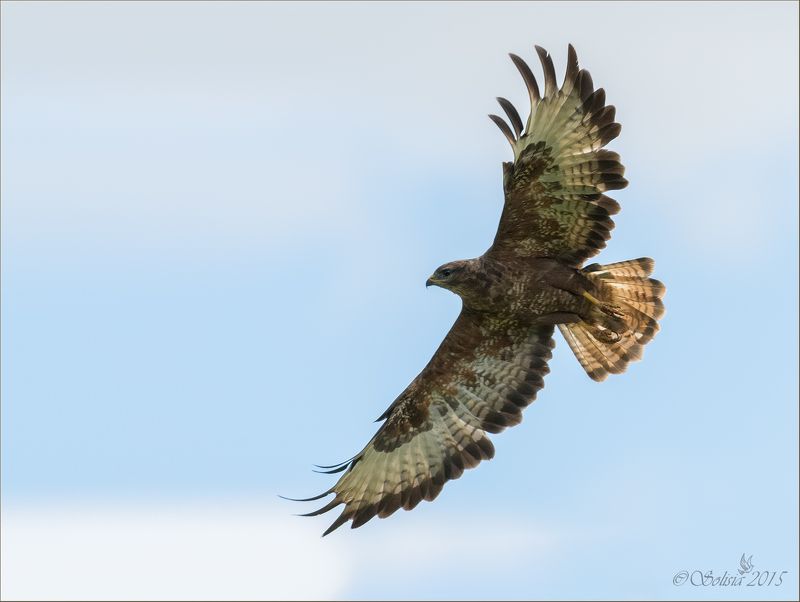 птицы, природа, хищник, канюк, buteo buteo, лето, август, 2015, подмосковье, сергиево-посадский р-он Канюкphoto preview