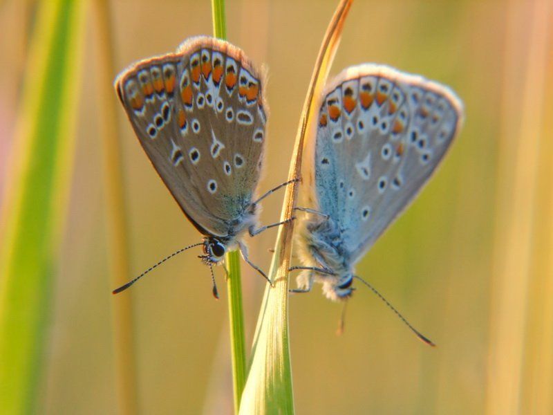 бабочка, голубянка, травинка Игра в пряткиphoto preview