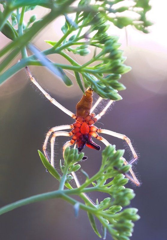 Хейракантиумphoto preview