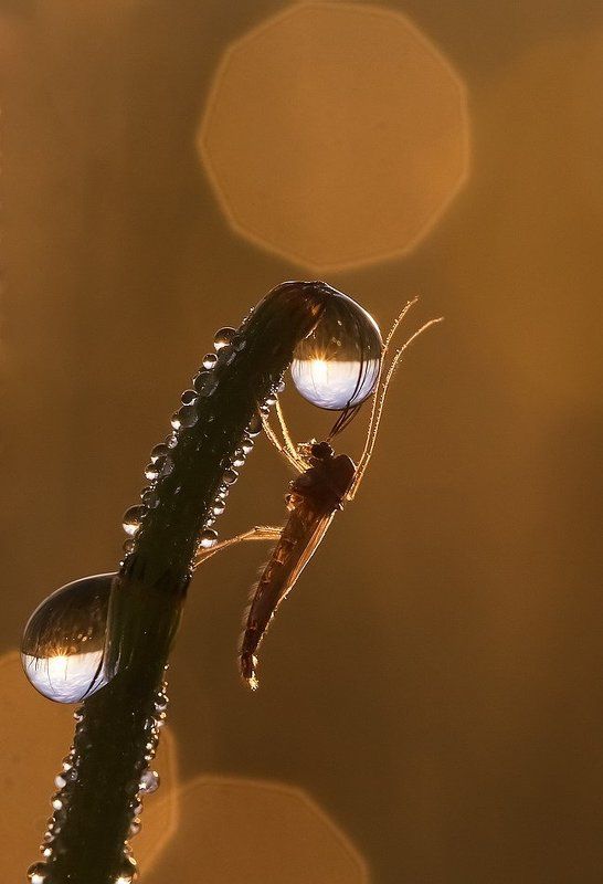 Восход.photo preview