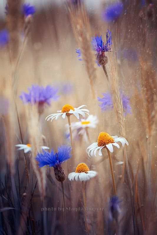 Summer Meadowsphoto preview