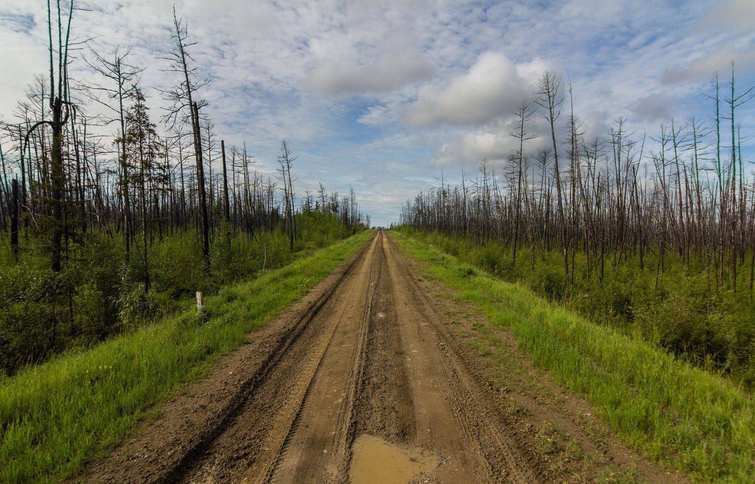 якутия, вечная мерзлота, лес, болото, сибирь, Alex