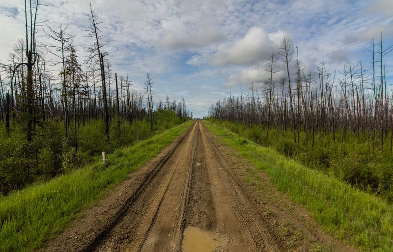 якутия, вечная мерзлота, лес, болото, сибирь Якутия - отступление вечной мерзлоты. Дорога.photo preview