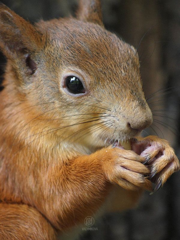 Бельчонок с арахисомphoto preview