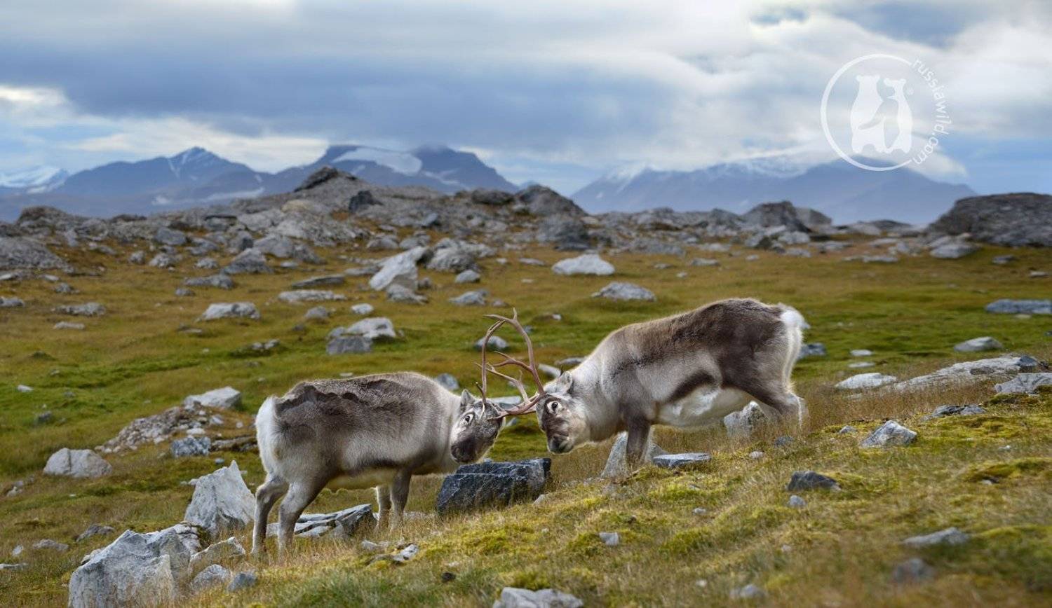 шпицберген, дикий северный олень, Николай Зиновьев