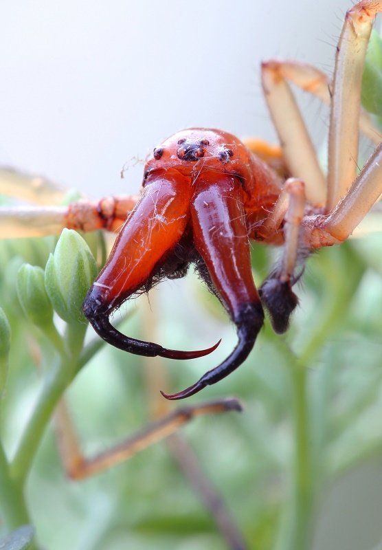 Челюстиphoto preview