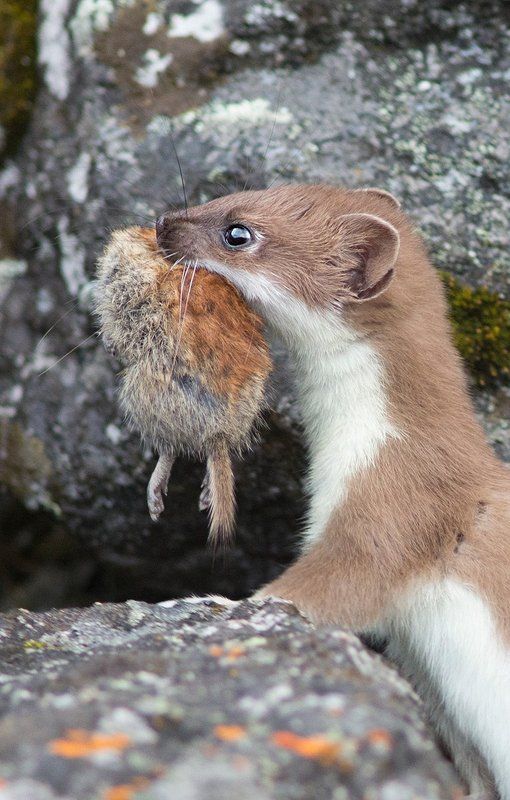 С добычейphoto preview