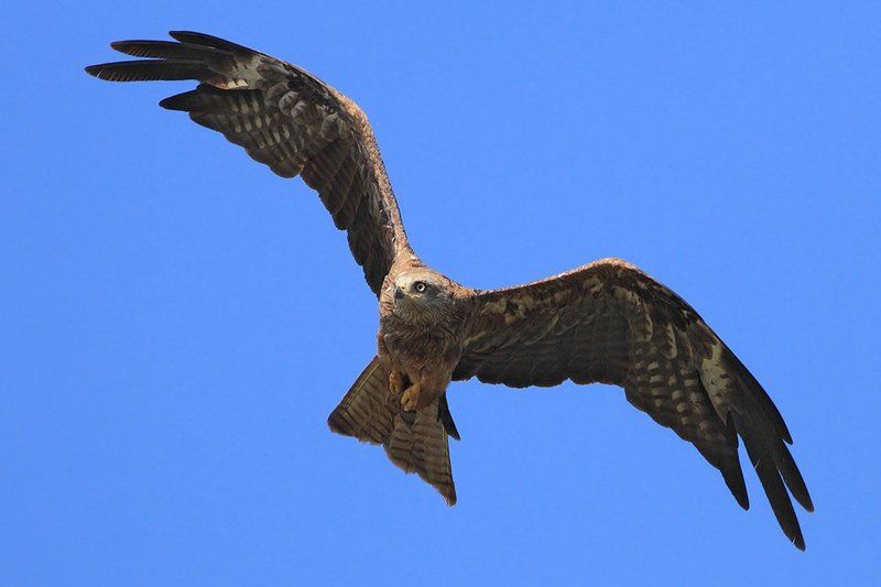 400mm, 7D, Animals, Birds, Red kite, Животные, Красный коршун, Птицы Красный коршунphoto preview