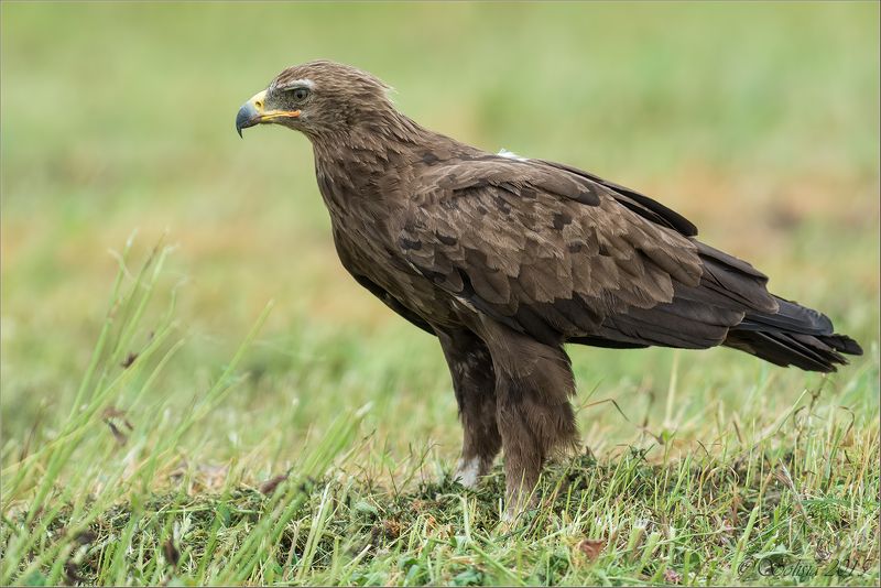 птицы, природа, подорлики, большой подорлик, aquila clanga, малый подорлик, aquila pomarina, лето, 2015, подмосковье Подорликиphoto preview