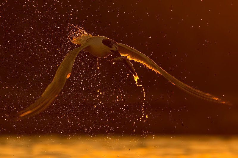 бургас, българия, борислав христов, bhristov, borislav hristov Гривеста рибаркаphoto preview