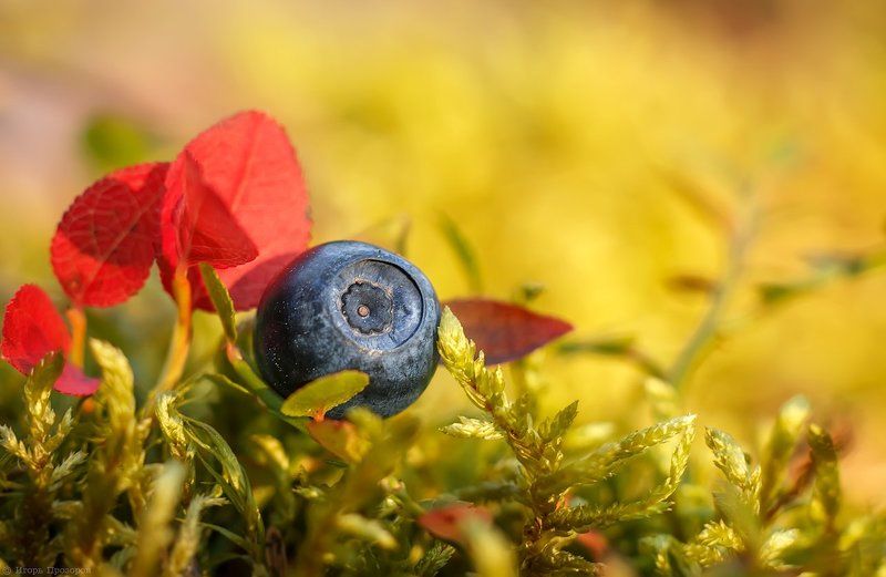 ягоды, макро, черника, кольский полуостров, август, осень Северная черника.photo preview