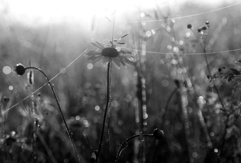 утро туманноеphoto preview