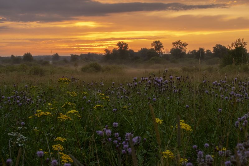 Рассвет, цветы, луг,туман, лето, зелень, трава Рассвет на цветущем лугуphoto preview