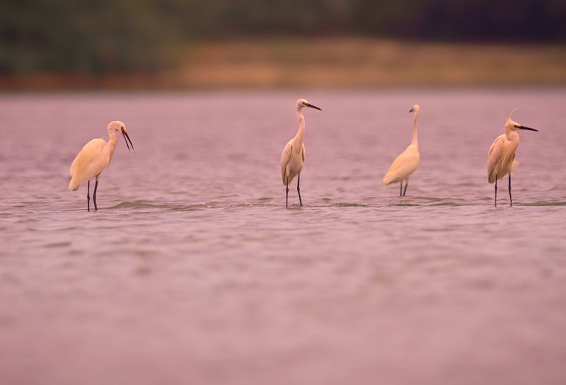 bird,birds,nikon,wild,water,shadows,lake,pond,flowers,swan,colors,nikon,beauty,nature,animals,eyes,egret,songbird,jungle,white,wings,fly Egretsphoto preview