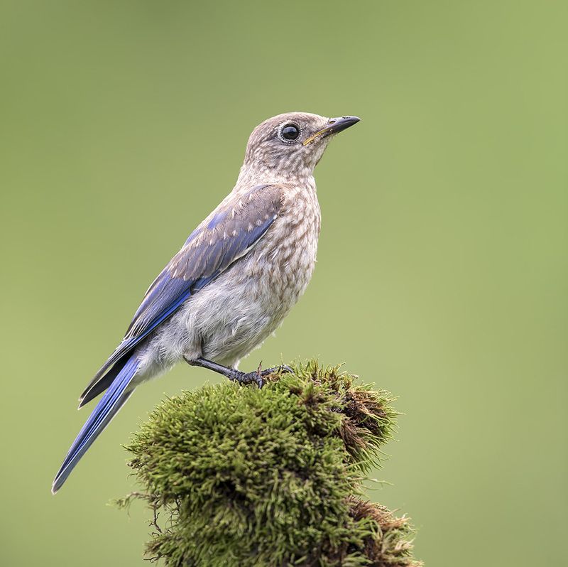 восточная сиалия, eastern bluebird, bluebird juvenile. Bluebird. Восточная сиалияphoto preview