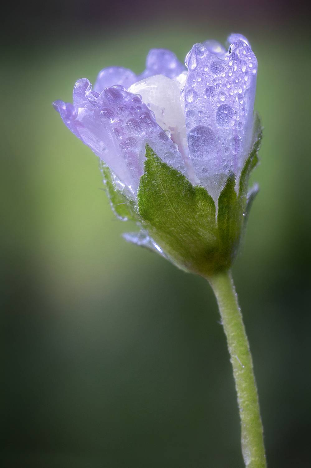 Доброе утро.... Автор: Еремеев Дмитрий цветок капли дождь свежесть природа фон боке, Еремеев Дмитрий