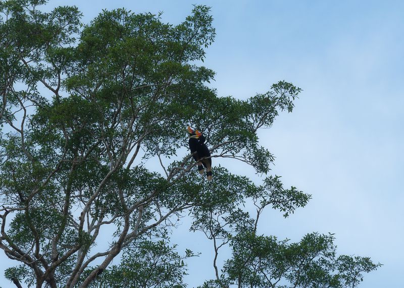 Пара носороговphoto preview