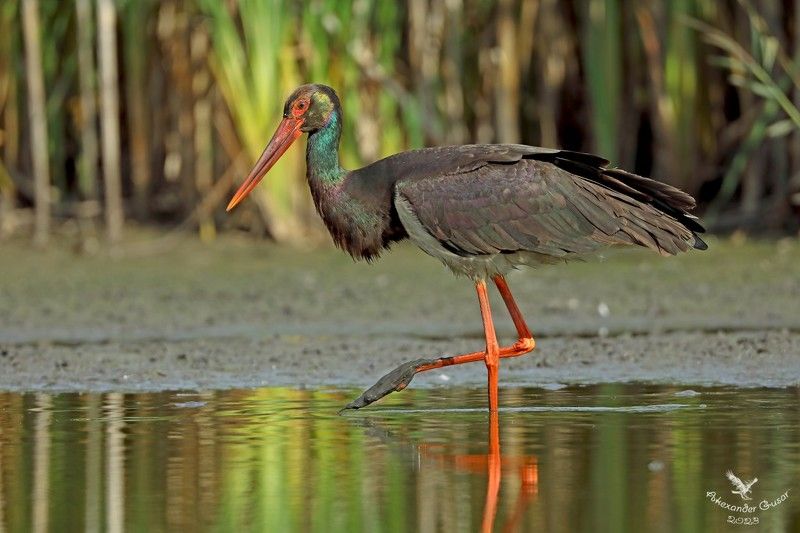 чёрный аист Кавалерphoto preview