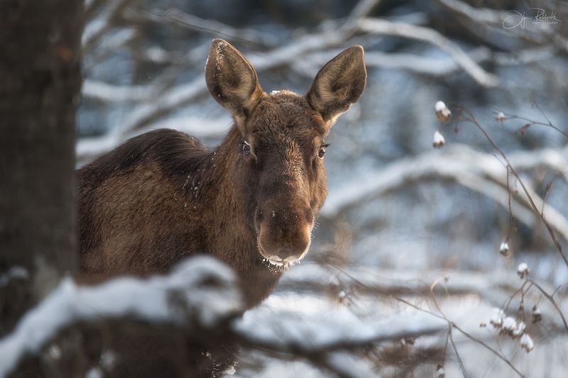 животный, лось, выдра, волк, ворон, орлан-белохвост, otter, wolf Лесные вестиphoto preview