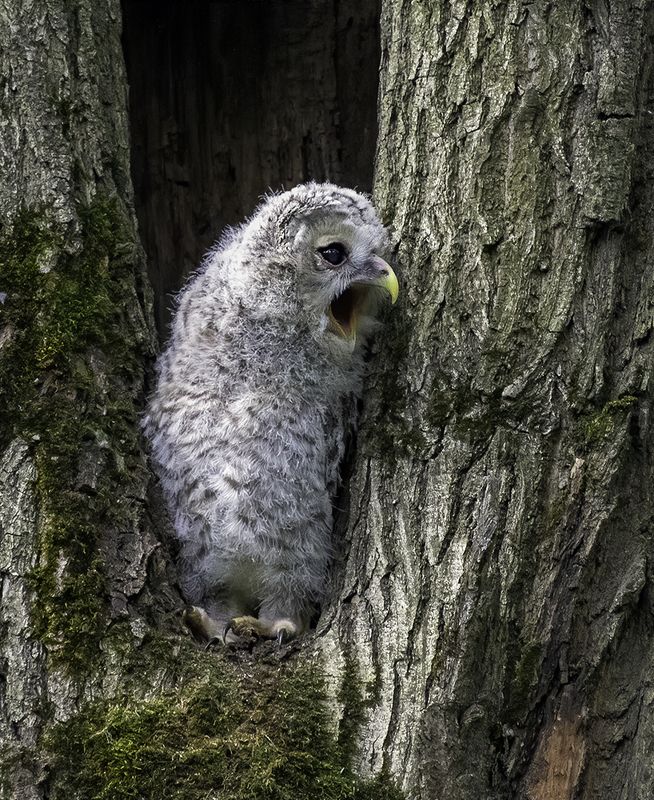птенец, неясыть, крик, лес \