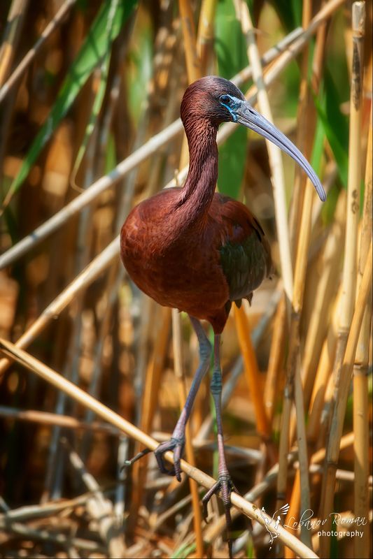 В зарослях тростникаphoto preview