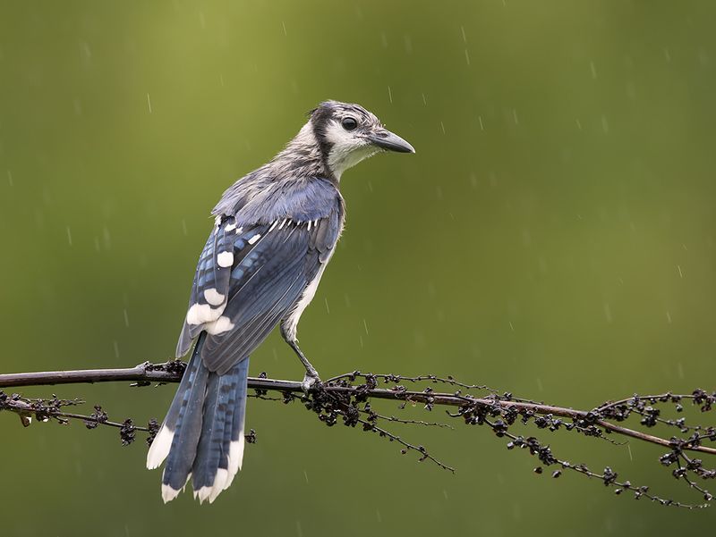 cойка, blue jay, jay, birds, птицы, дождь Blue Jay, Juvenile - Молодая Голубая сойка фото превью