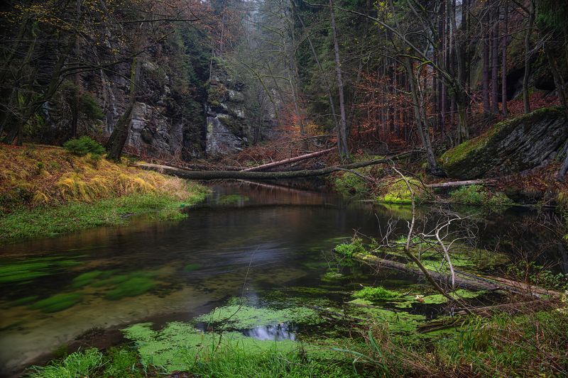 горизонтальный,  нет людей,  на открытом воздухе,  фотография,  природа,  дерево,  красота в природе,  пейзажи - природа, река,  пейзаж - пейзаж,  вода,  день,  спокойствие,  лес,  спокойная сцена, Осенние зарисовки.photo preview