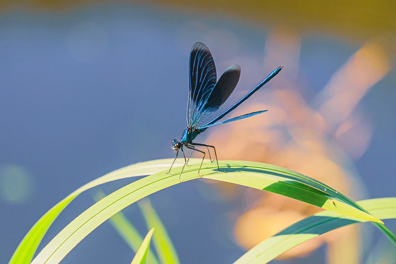 стрекоза красотка, лето, макро, Стрекоза Красотка блестящая-мальчик. фото превью