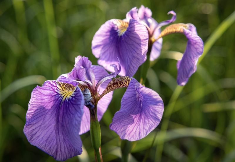 Камчатка ирис цветы Ирисphoto preview