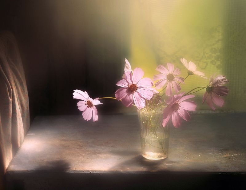 Нежна космея по утрамphoto preview