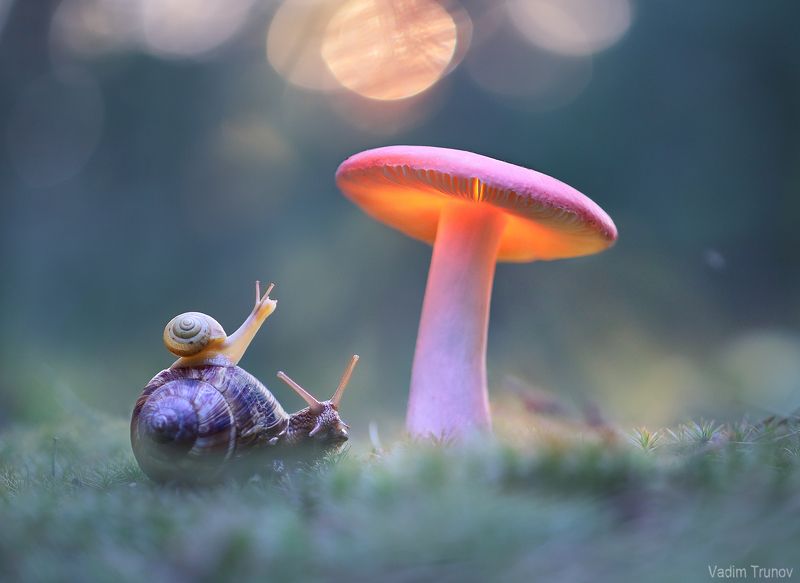 улитка, гриб Встреча с волшебником фото превью