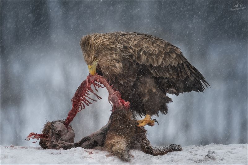 красный бор, фототур в красный бор, беларусь, орлан-белохвост, орлан, сероватень, haliaeetus albicilla, белохвостый орлан, white-tailed eagle, фотоохота ХИЩНИКphoto preview