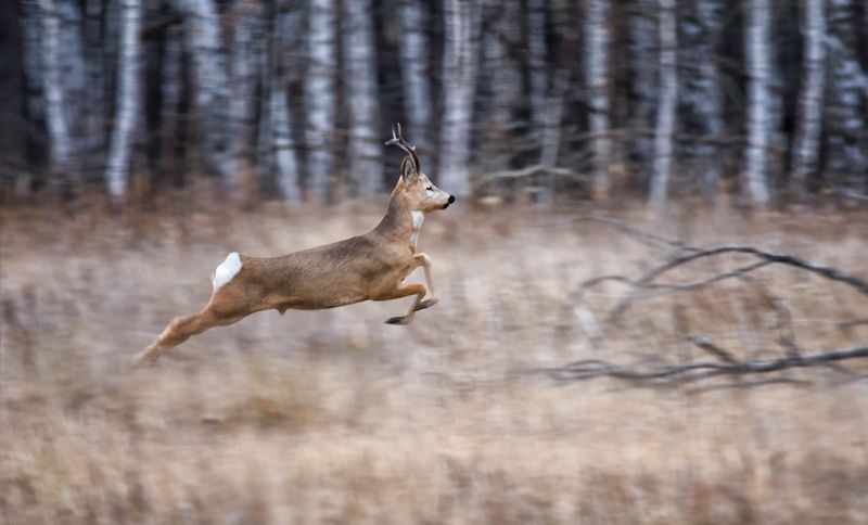 парнокопытные, животные, косули, лес, полёт, в полёте..photo preview