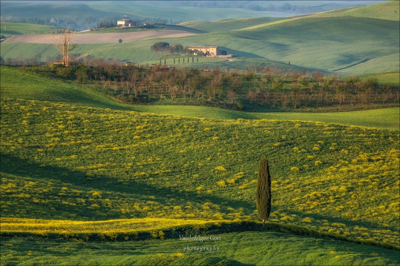italy,san quirico d\'orcia,italia,тоскана,pienza,кипарисы,toscana,весна,tuscany,cipressi,belvedere,пьенца,green Вечно одинокий...photo preview