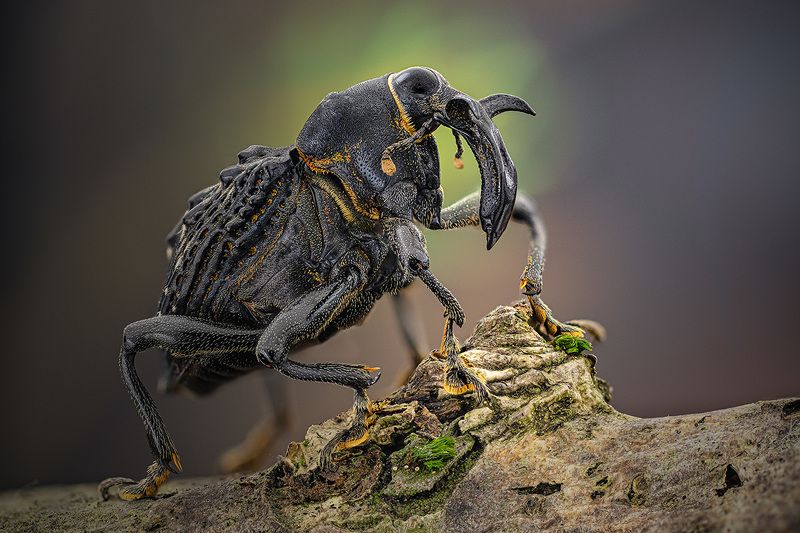 cratosomus, vaginalis Cratosomus vaginalisphoto preview