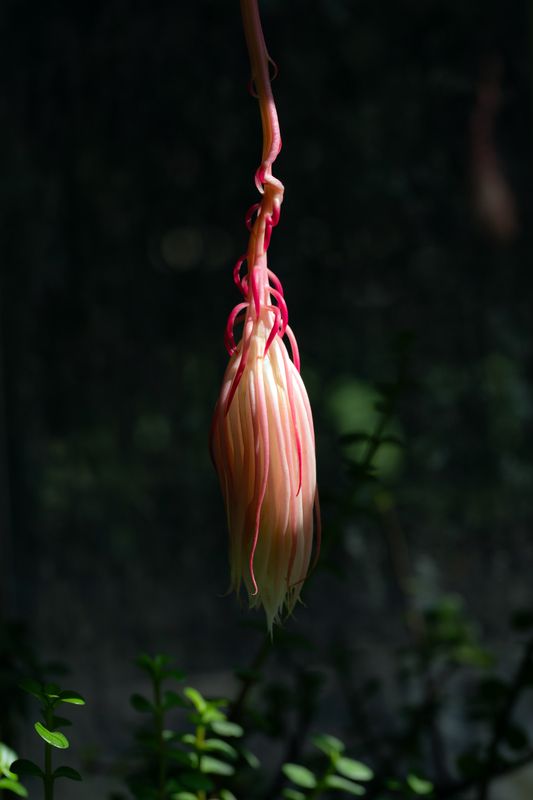 KADUPUL Flowersphoto preview