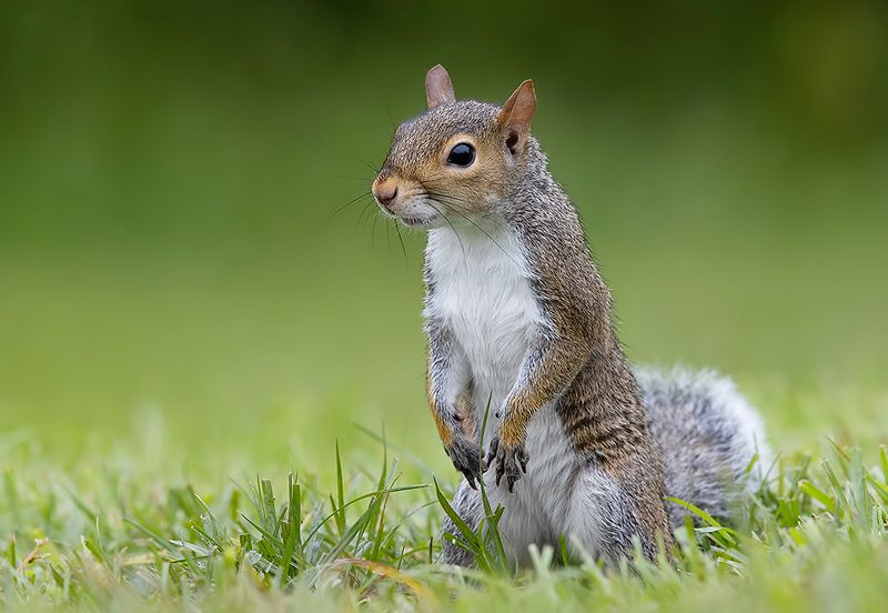 gray squirrel, каролинская белка, белка, squirrel, дикие животные, animals Gray squirrel - Каролинская белкаphoto preview