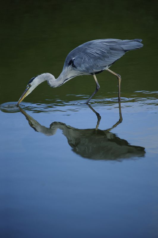 Héron cendréphoto preview