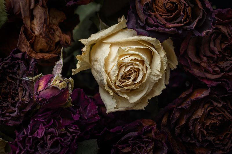 Rose in black backgroundphoto preview