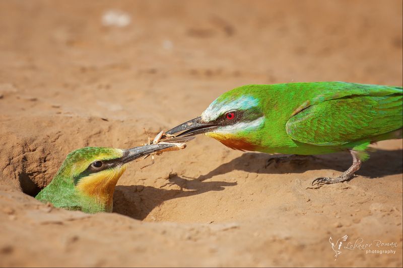 зеленая, щурка * * * фото превью