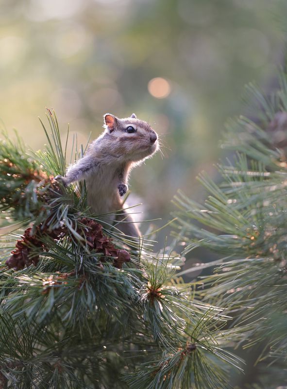 нерюнгри, бурундук, якутия, дикие_животные, женялевина, евгениялевина, животныеякутии, бурундукиибелкилевиной Кто залез на мое дерево и сгрыз мои шишки? фото превью