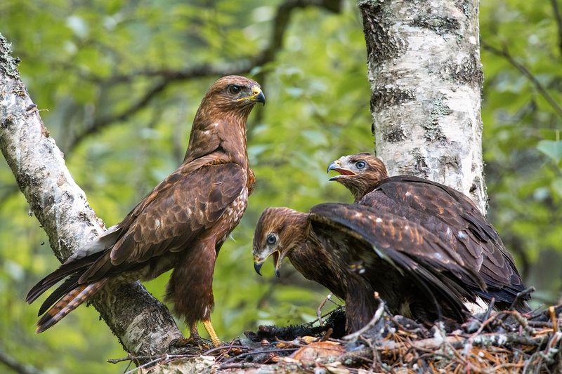 Канюк.photo preview