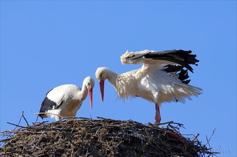 аист Ой, а что там. фото превью