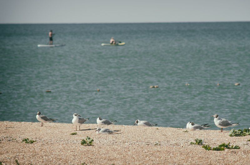 #море #берег #чайки #морскиептицы Кто в море, а кто на берег. фото превью