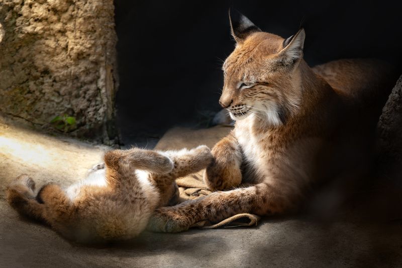 животные, рысь, кошки, восточносибирская рысь, фауна, котенок, кошка Мамина любовьphoto preview