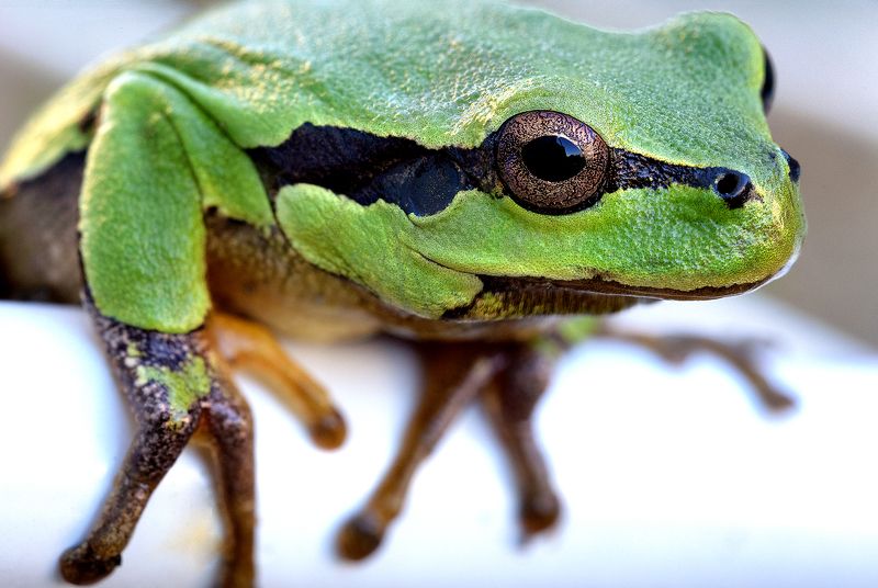 #frog #hyla arborea #animallovers #naturelovers #natureworld_photography #квакша #planetearth #real #fauna #лягушка древесницаphoto preview
