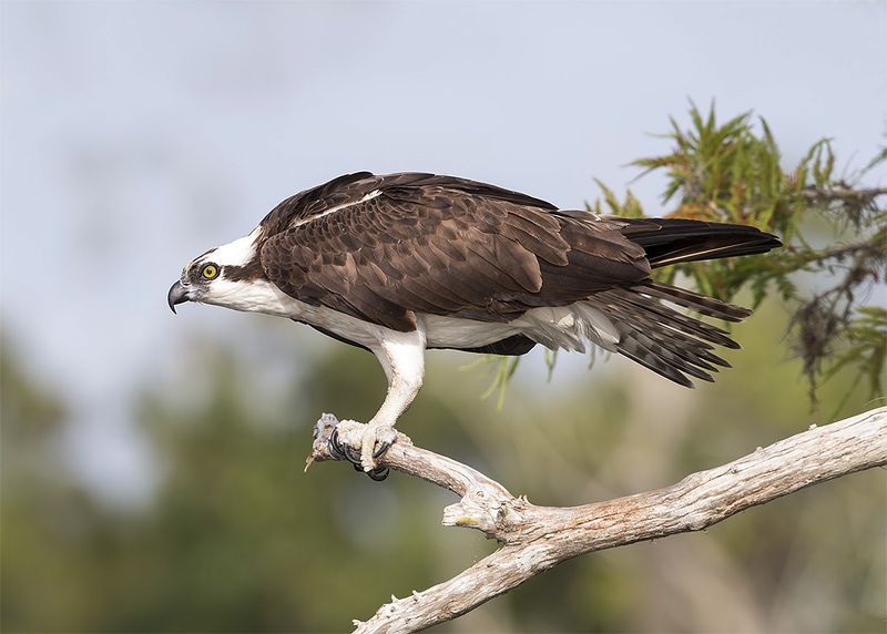 скопа, osprey, florida, флорида, хищные птицы, raptor Osprey - Скопаphoto preview