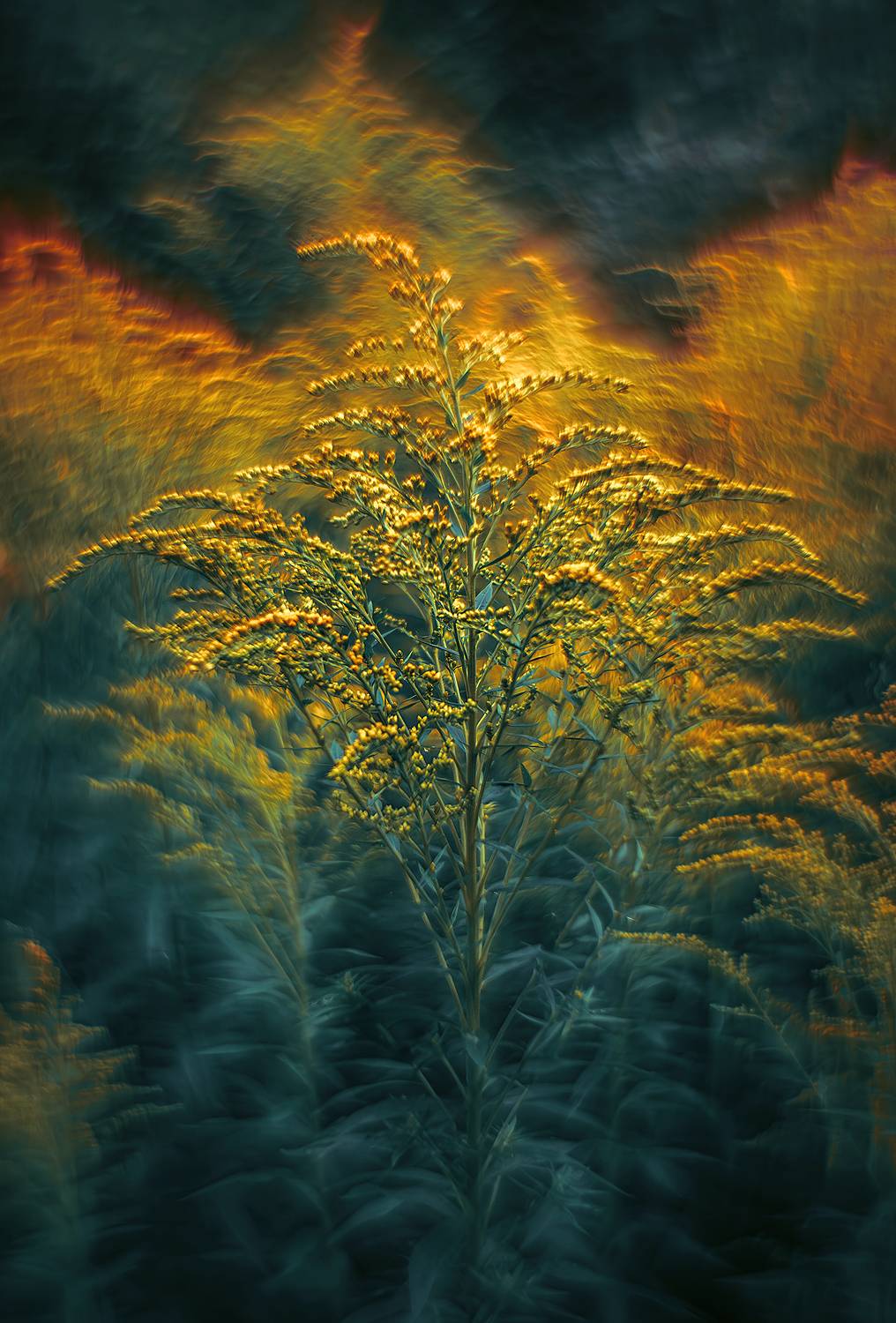 Огненный цветок. Автор: Andrey Rut , Andrey Rut